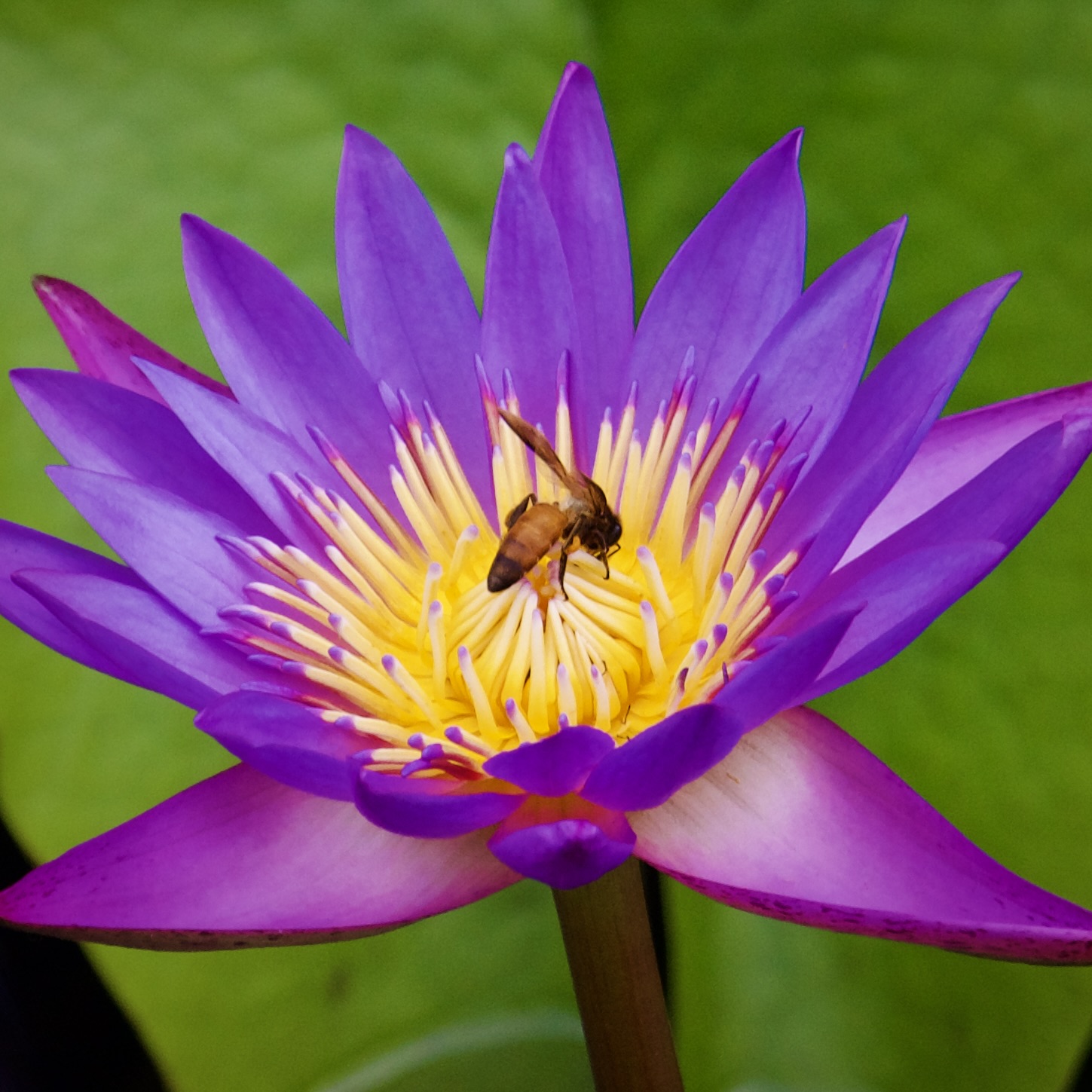 Busy bee