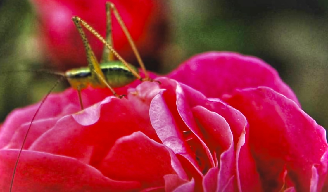 Hopping by a rose