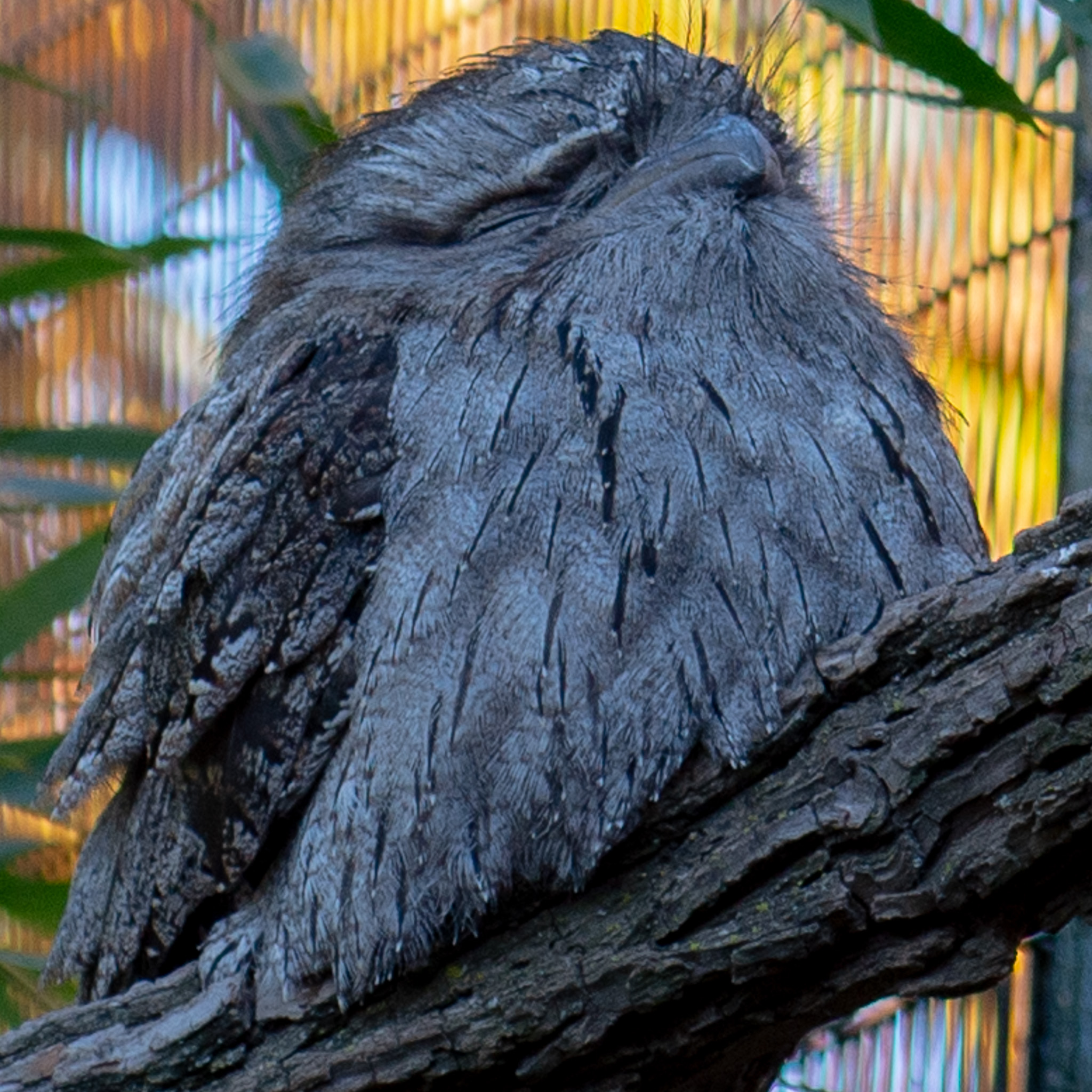 Snoozing Owl