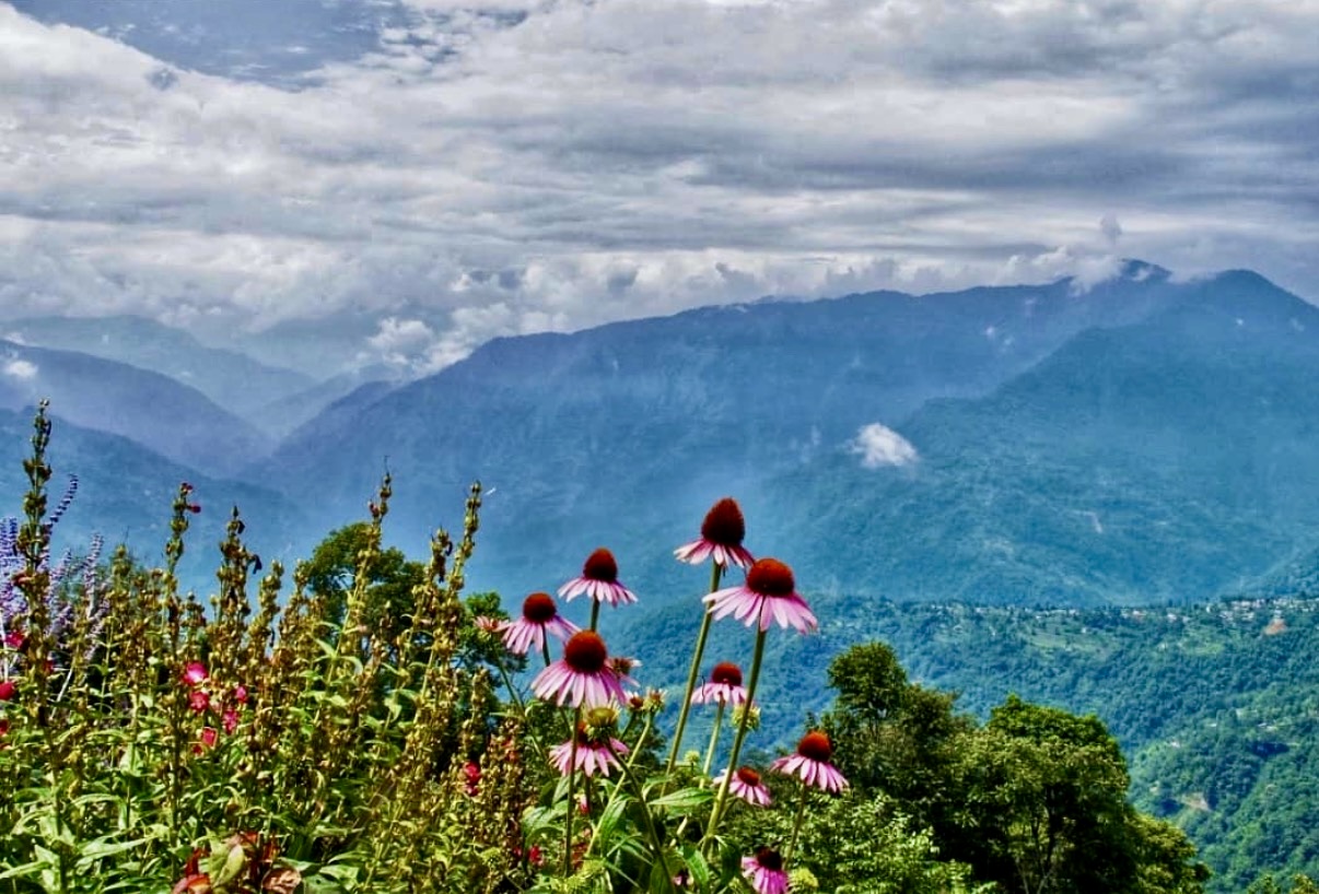 Sunflower Valley
