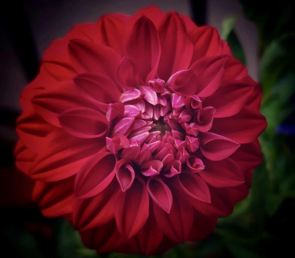 Bloom