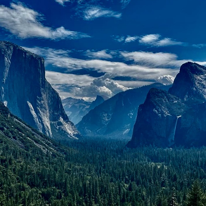 A River of Trees